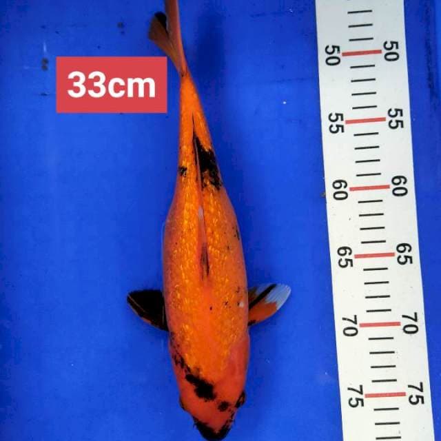 Utsuri Ginrin Tembus 33 cm