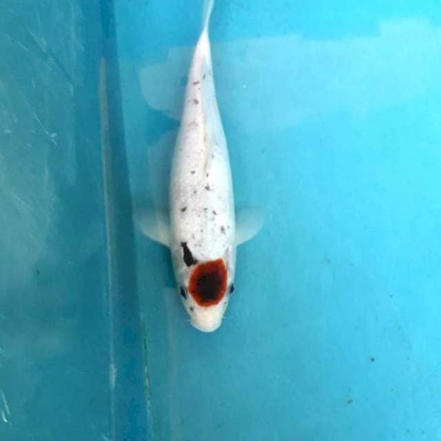 Rare tanco showa goromo 29 cm