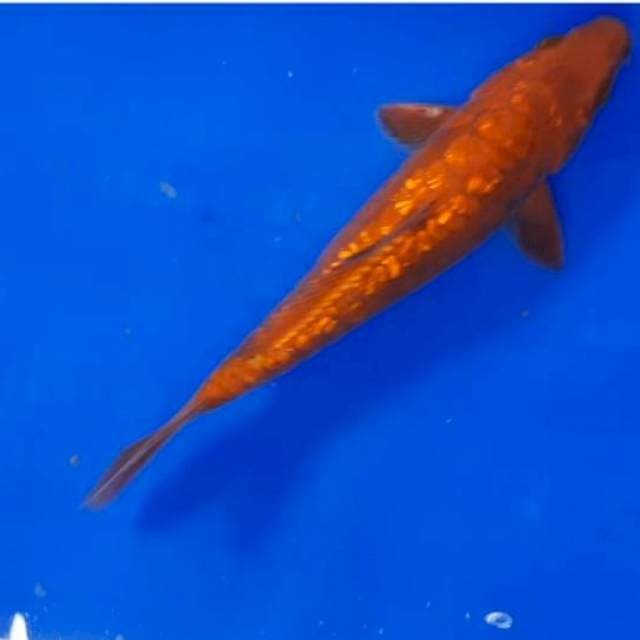 Caghoi 22 cm