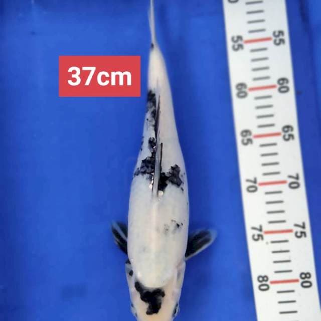 Shiro Putih mulus 37 cm