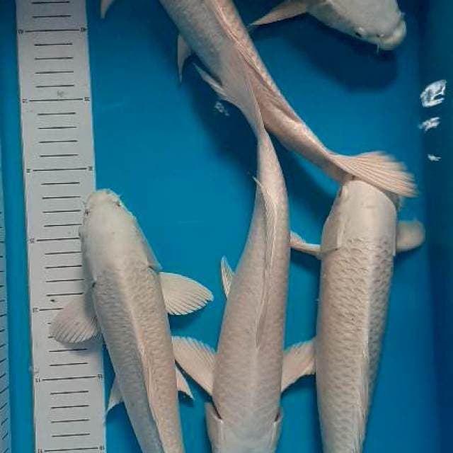 PLATINUM 31-34CM