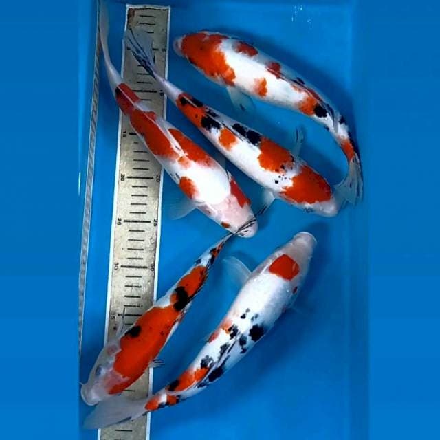 Paket 5 ekor "sanke, 25-30 cm"
