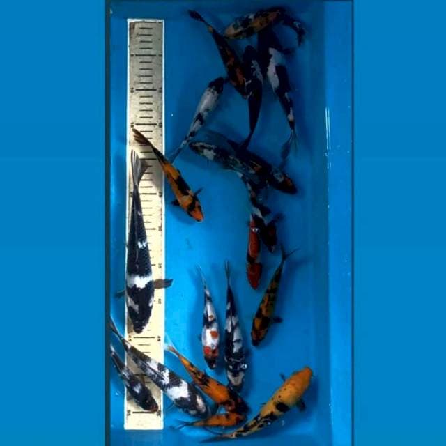 Paket 20 ekor "mix, 12-23 cm"