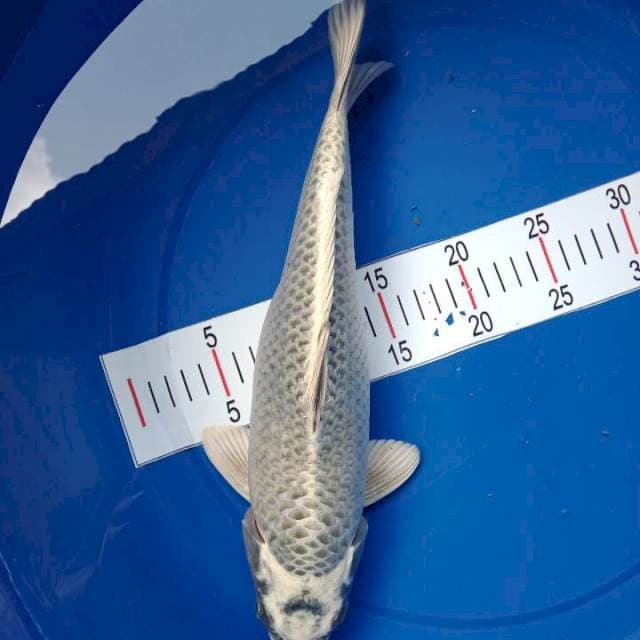 Mukasi 38 cm