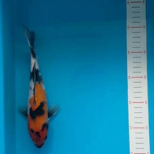 Showa 26 cm