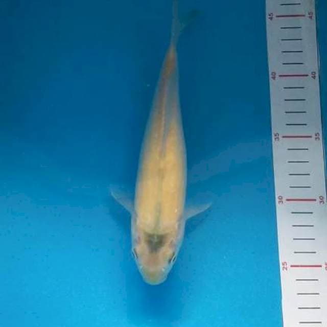 karashi 23 cm