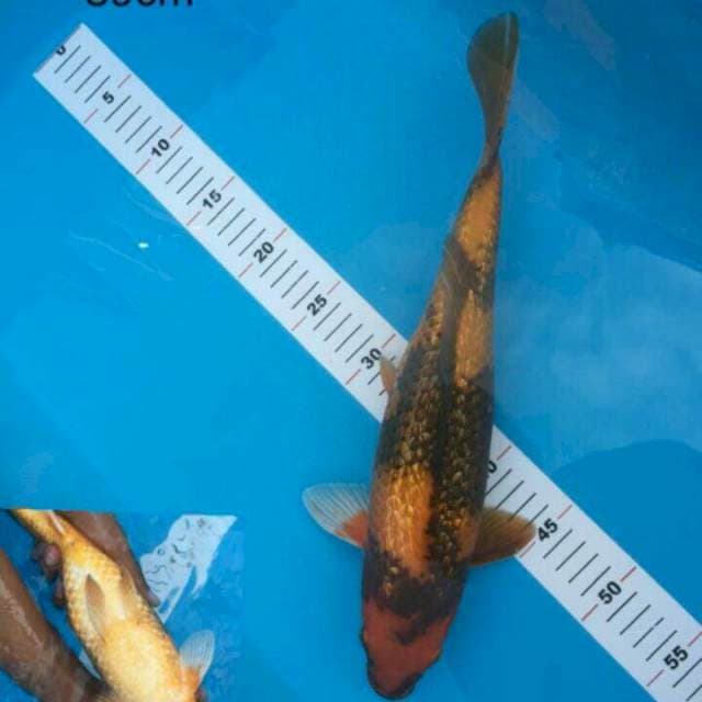 HI UTSURI GINRIN 39 CM