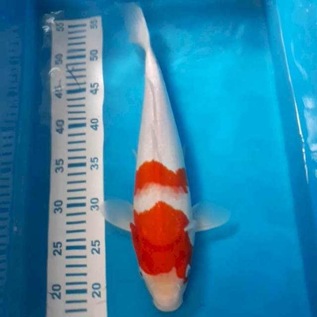 Kohaku 35 cm