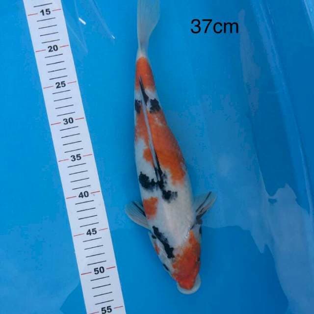 SANKE 37 CM