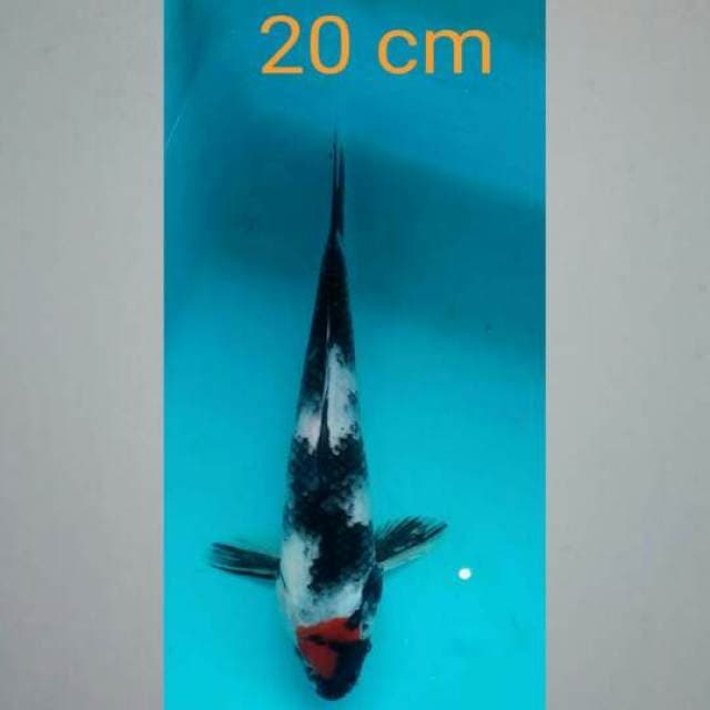 Tanchowa 20