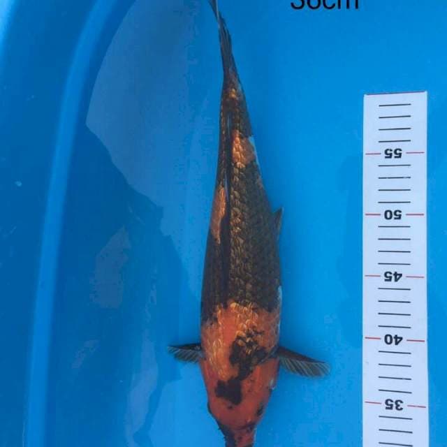 HI SHOWA GINRIN 36 CM