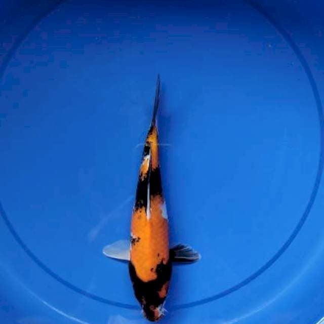 Showa 24 Cm
