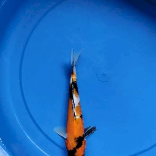 Showa 23 cm