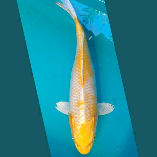 Hariwake 32cm