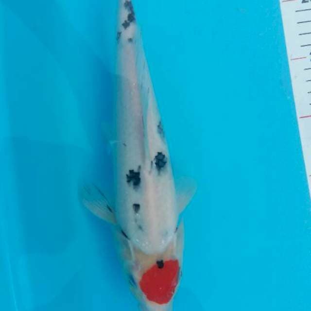 TANCHO SANKE JANTAN 30 CM