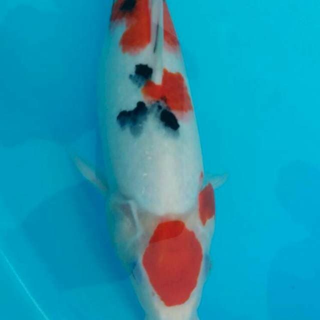 MARUTEN SANKE 30 CM