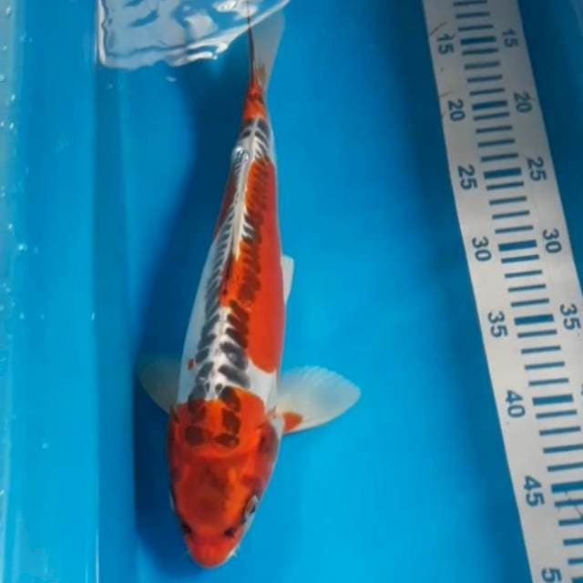 Kujaku Doit 35 cm Male