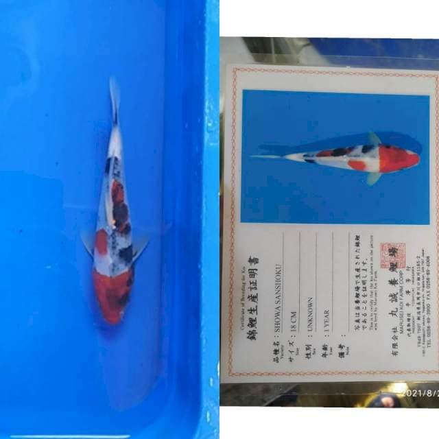 Showa sanshoku 25bu Marusei