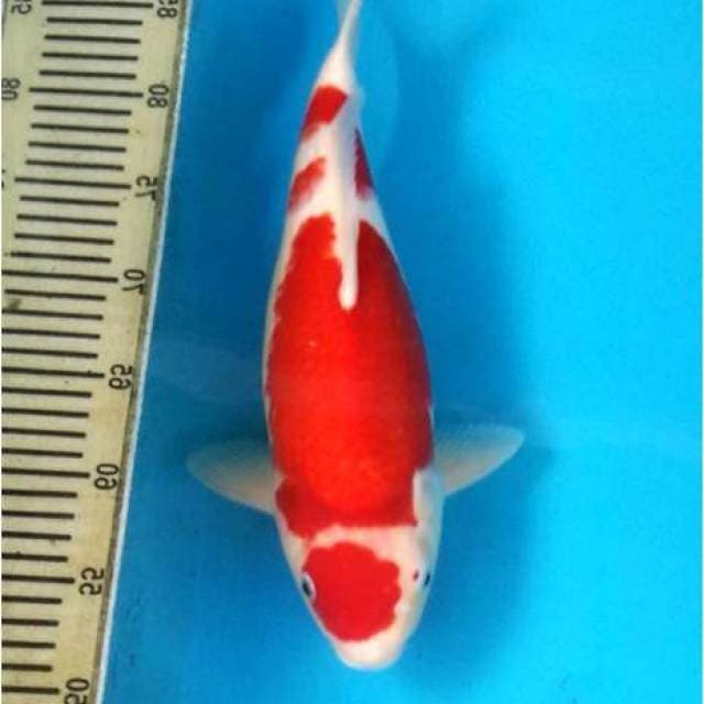 Kohaku Bulky, Super Red F1