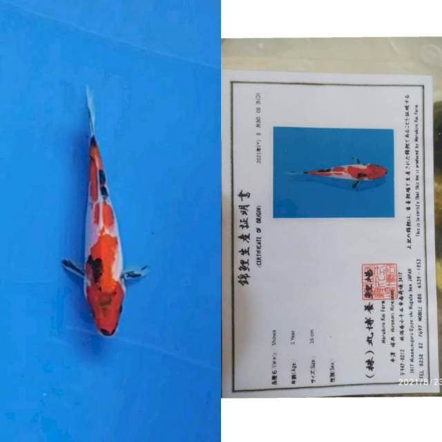 Maruhiro Showa 20cm jos boskuh