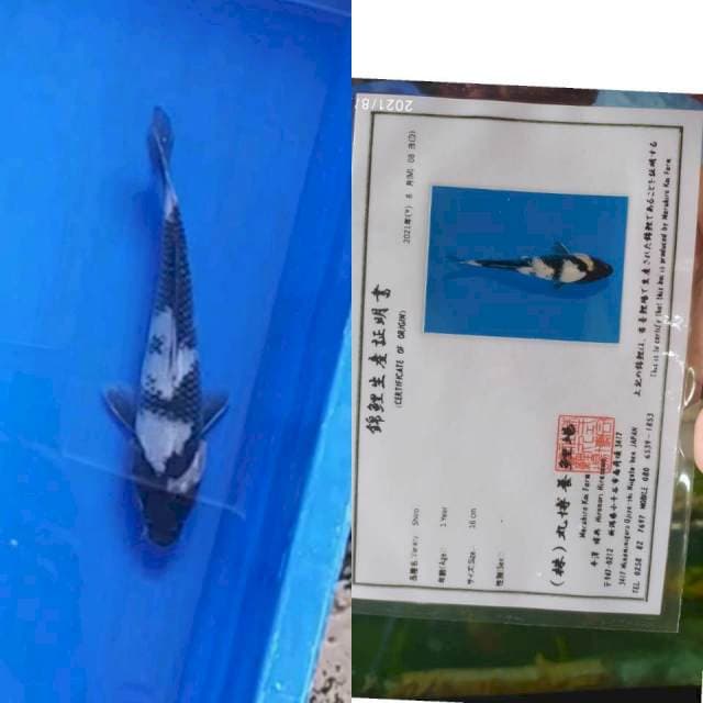 Maruhiro Shiro Utsuri 20cm cakep