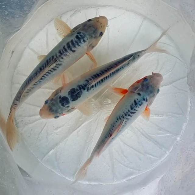 30 - 35CM Shusui