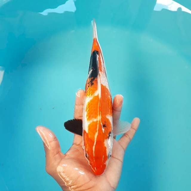 Showa Ginrin Merah Tebal 26cm