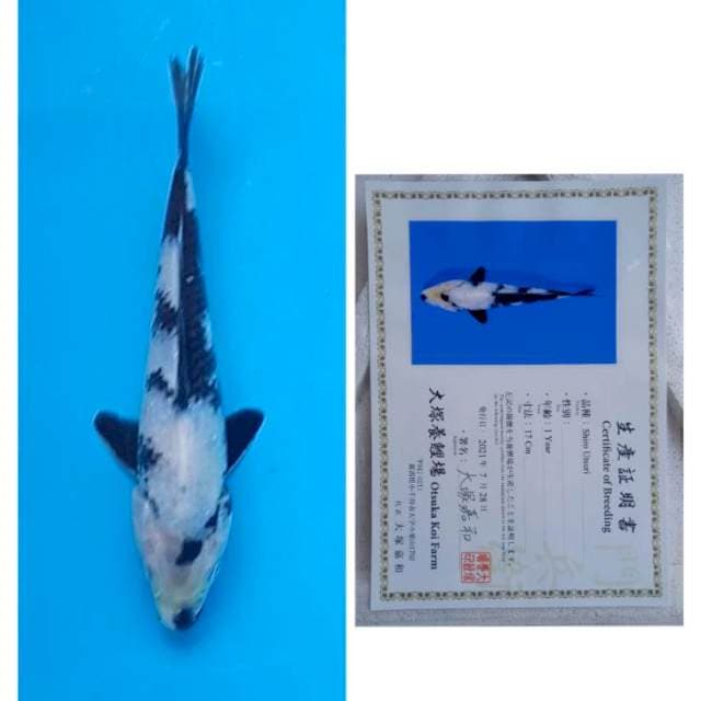 Shiro Certy Otsuka Jos