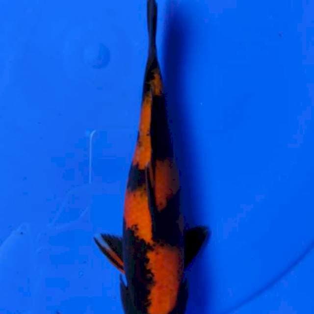 HI UTSURU 25cm