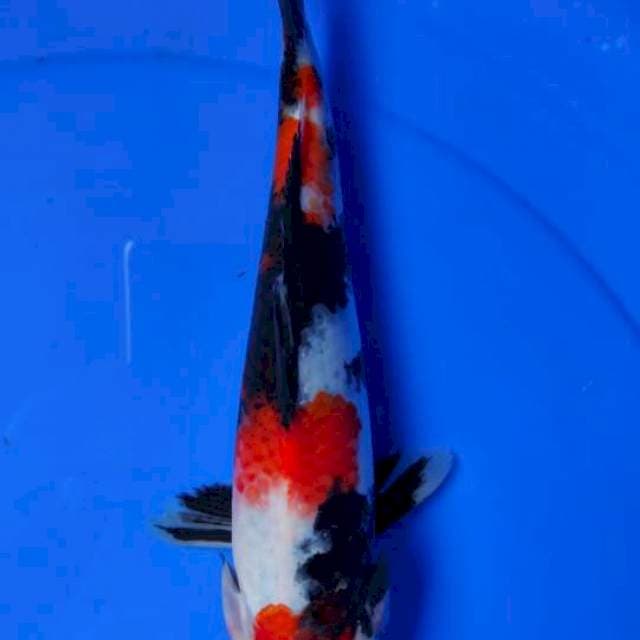 Showa 27cm