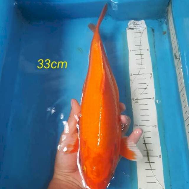 Aka Hajiro Bulky