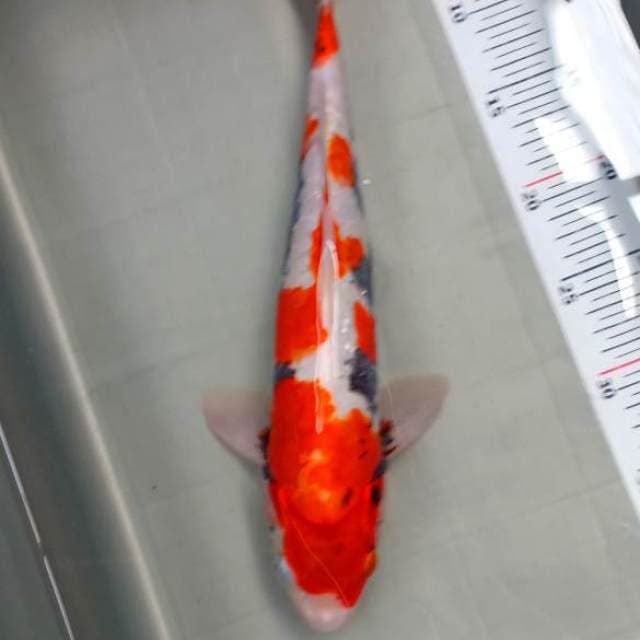 benikumoryu 35cm