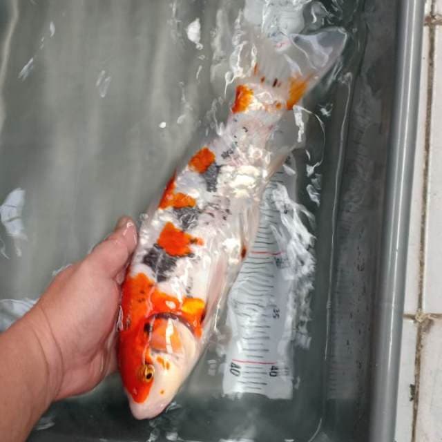 benikumoryu 35cm
