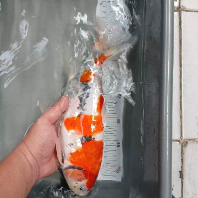 benikumoryu 35cm