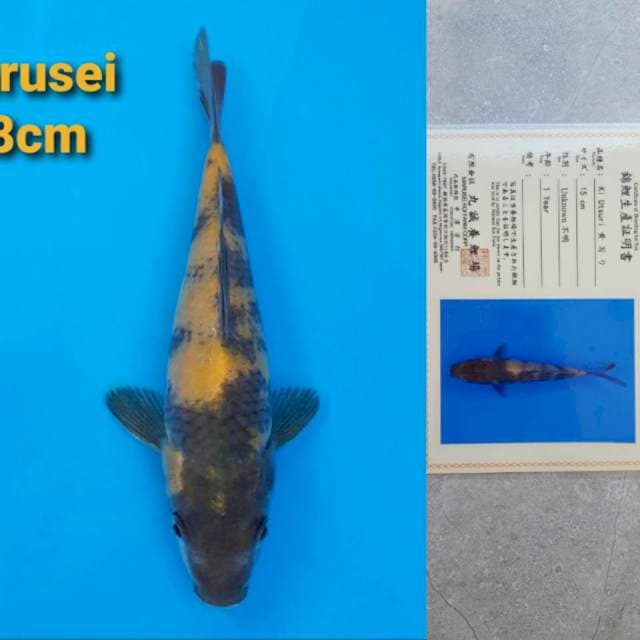 Marusei Ki-Utsuri Certi