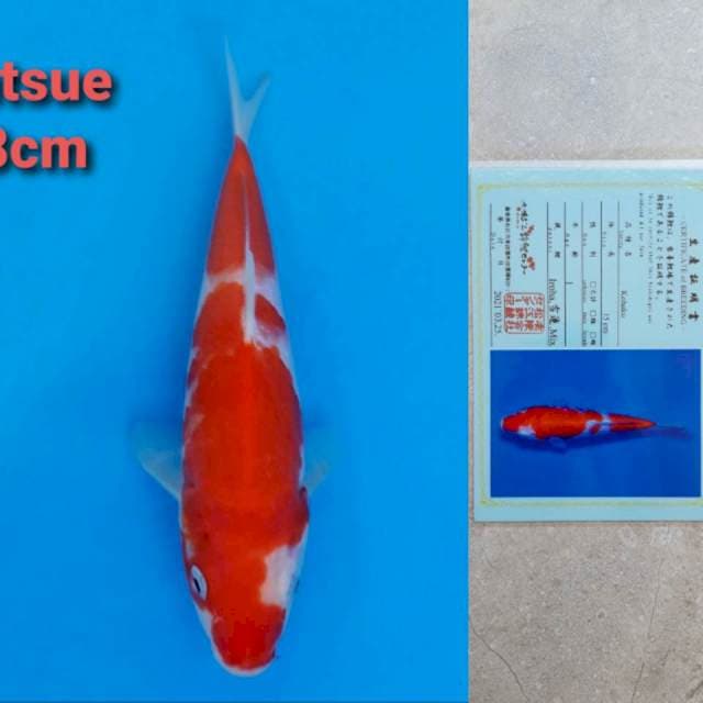 Matsue Kohaku Iroha 18cm Certi