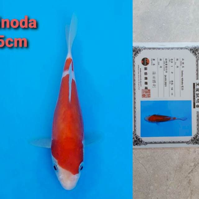 Shinoda Doitshu kohaku Certi