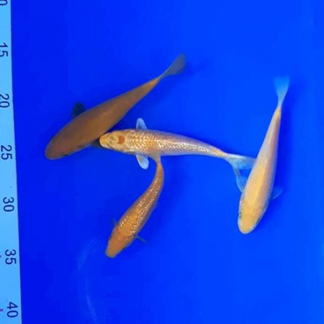 Karasi karamel mix 14 -16 cm