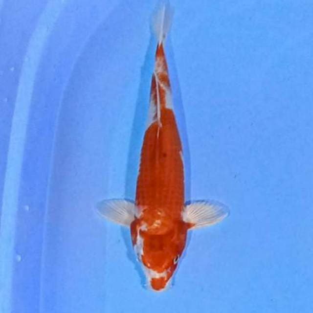 Kohaku