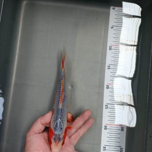asagi 23cm siip