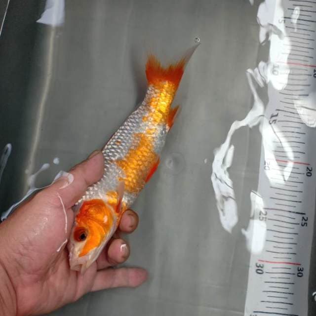 asagi 23cm siip