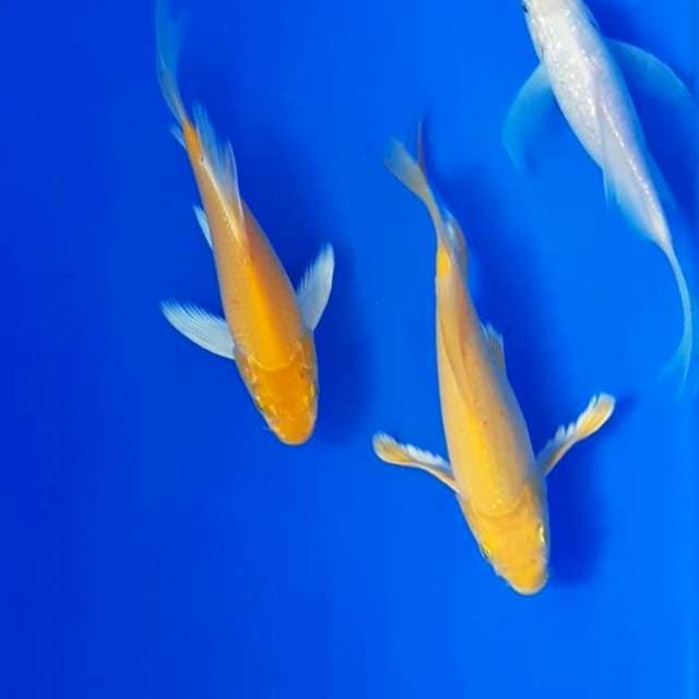 Karasi mix 20 - 21 cm