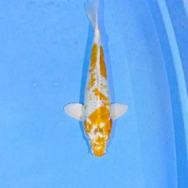 Hariwake