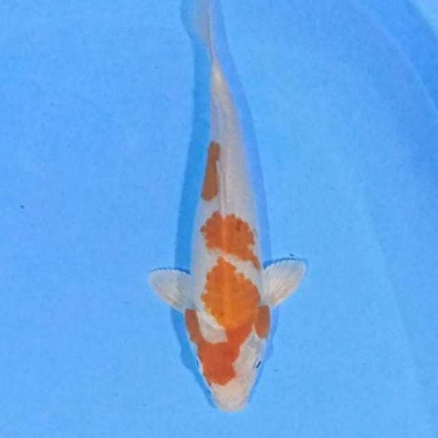 Koyo