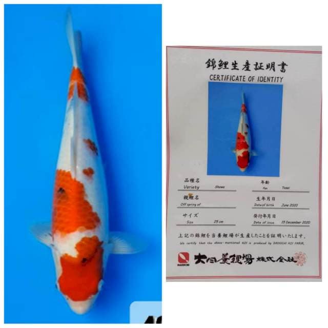 Showa Dainichi Female calon tsubosumi