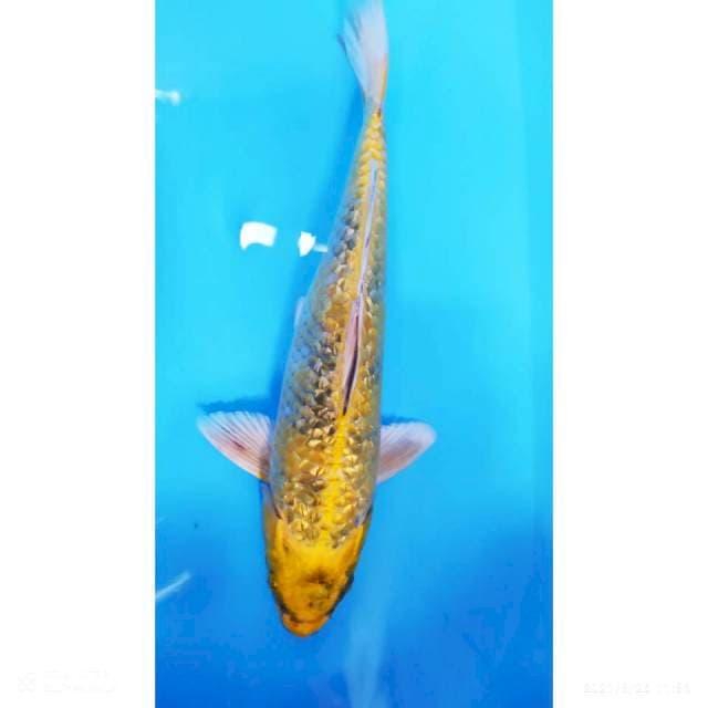 Kin showa ginrin 32 cm