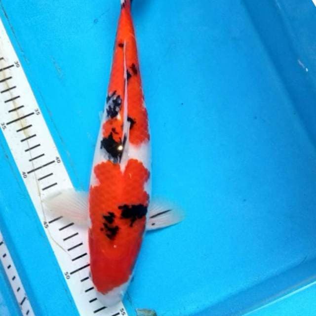 SANKE 33 cm