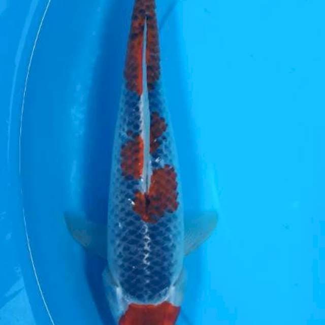 Tanco goshiki 30 cm