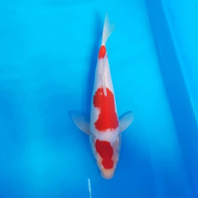 Sakai Kohaku 32