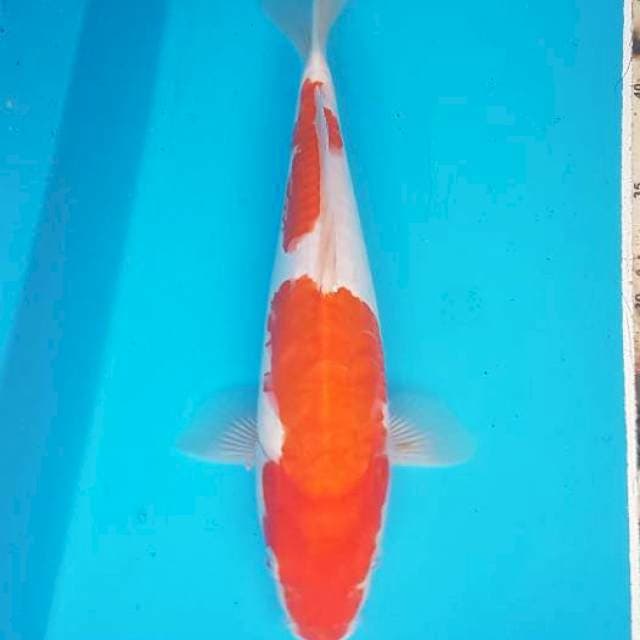 Kohaku doitsu